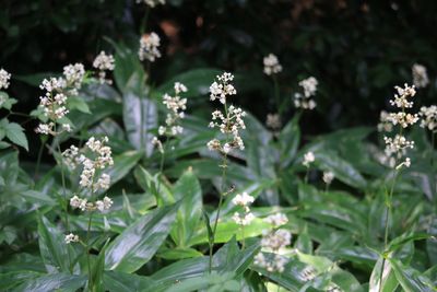 ヤブミョウガ（実・花）（ツユクサ科）