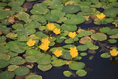 アサザ（ミツガシワ科）