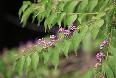 コムラサキ（実）（シソ科）