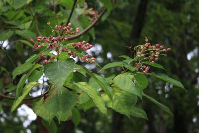 クサギ（実）（シソ科）