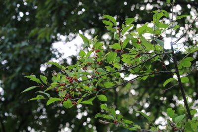 ウメモドキ(実)（モチノキ科）