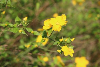 ヤマブキ（バラ科）