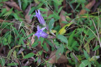 リンドウ（リンドウ科）