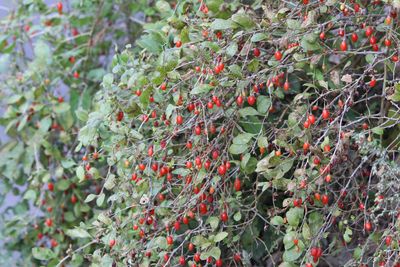 クコ（実）（ナス科）