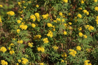 カモメギク（キク科）