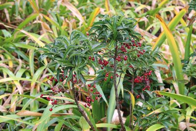 写真：マンリョウ（実）（サクラソウ科）