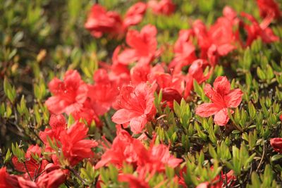 クルメツツジ（ツツジ科）