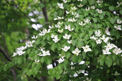 ヤマボウシ（ミズキ科）