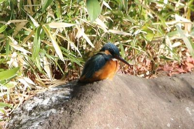 二の丸池のカワセミ