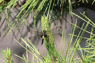 天神濠周辺のコシアキトンボ