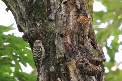 二の丸雑木林のコゲラ（左）とコムラサキ（右）