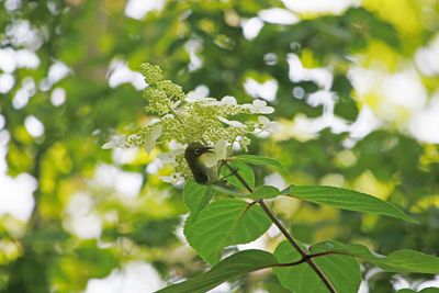 ノリウツギとメジロ