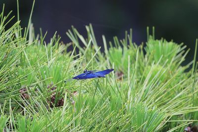 二の丸池のチョウトンボ