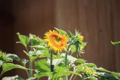 緑の泉周辺のヒマワリ