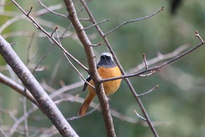 二の丸雑木林のジョウビタキ（雄）