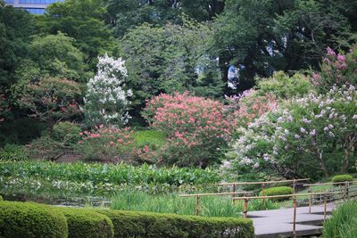 満開のサルスベリ