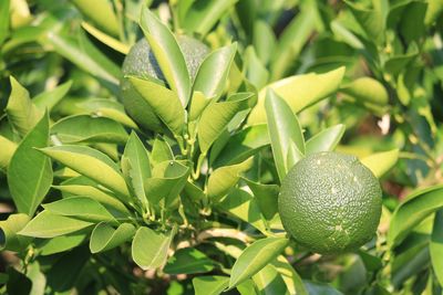 果樹古品種園のカブス