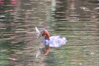 二の丸池のカイツブリ