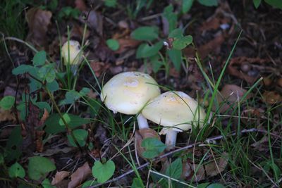 二の丸雑木林のキノコ