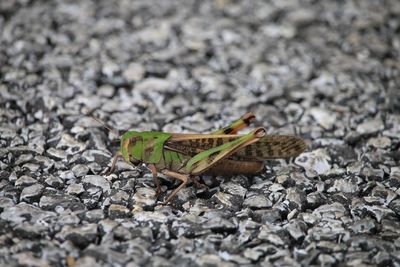 松の芝生のトノサマバッタ
