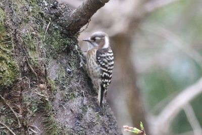 二の丸池周辺のコゲラ