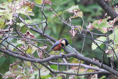二の丸雑木林のヤマガラ