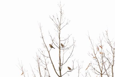 写真：新雑木林のツグミ