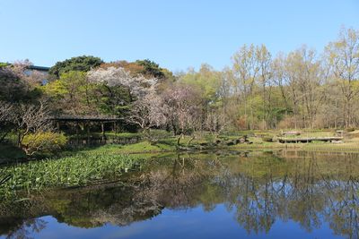 サクラと新緑の二の丸池周辺