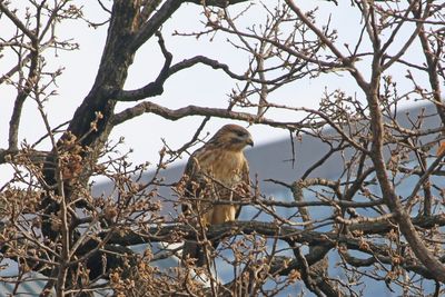 写真：二の丸池周辺のノスリ