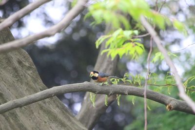 二の丸雑木林のヤマガラ
