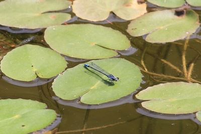 二の丸池のクロイトトンボ