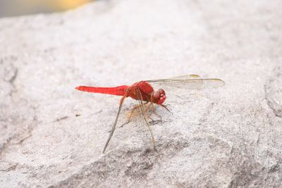 二の丸池のショウジョウトンボ