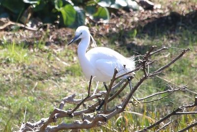 二の丸池のコサギ