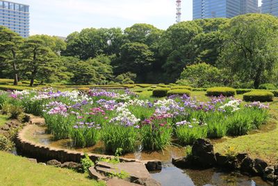 ハナショウブ開花状況