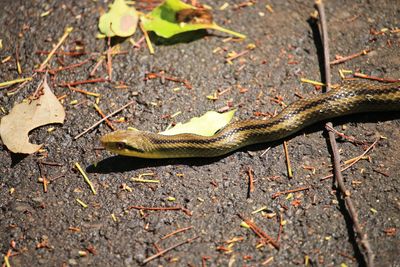 本丸休憩所周辺のシマヘビ