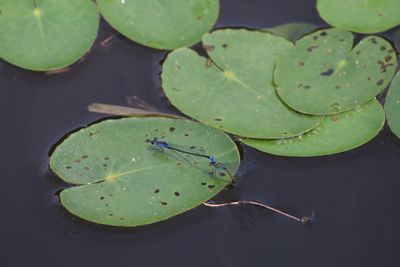 アオイトトンボの産卵