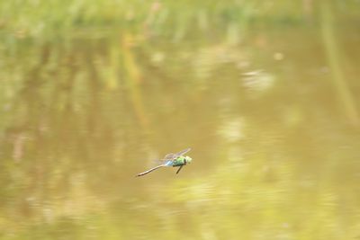 二の丸池のギンヤンマ