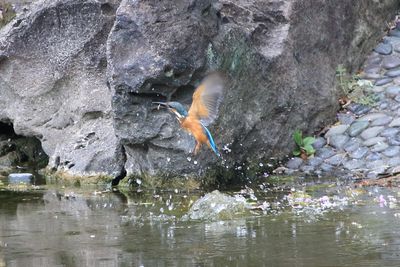 二の丸池のカワセミ