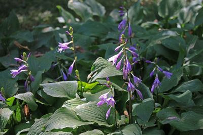 コバギボウシの開花