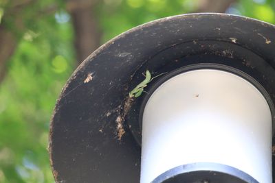 外灯で待ち伏せるハラビロカマキリ
