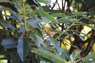 中雀門周辺のメジロ