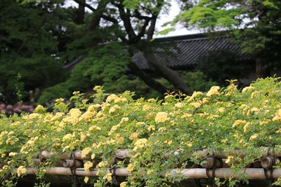 モッコウバラと富士見多聞