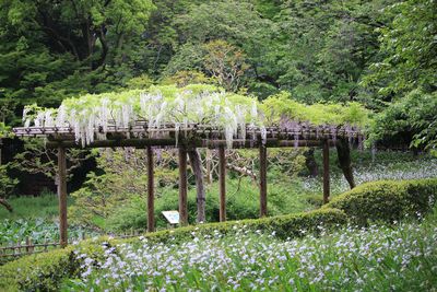 二の丸池南側のフジとシャガ