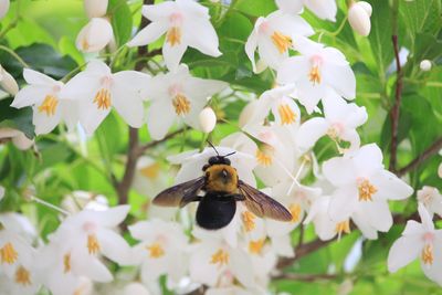 エゴノキの花とキムネクマバチ