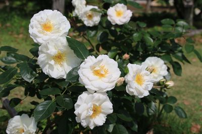 フローレンス・ナイチンゲール