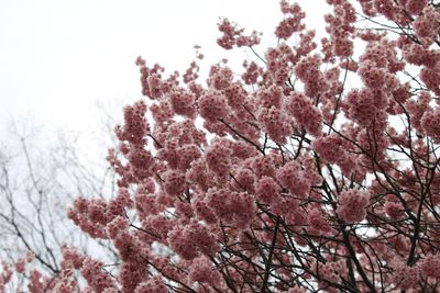 ツバキカンザクラ（バラ科）