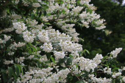 ウツギ（アジサイ科）