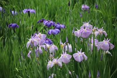 ハナショウブ（アヤメ科）