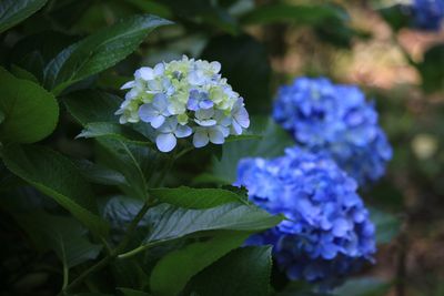 アジサイ（アジサイ科）