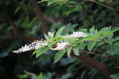 リョウブ（リョウブ科）